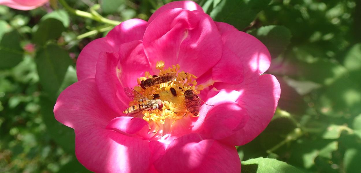 Fiche espèce emblématique : la Rose de France