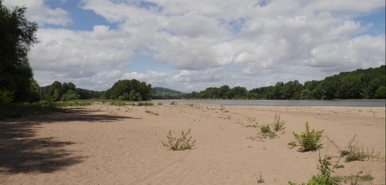 Fiche habitat emblématique : les bancs de sable