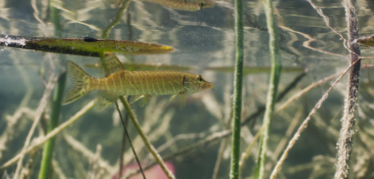 Fiche espèce emblématique : le Brochet