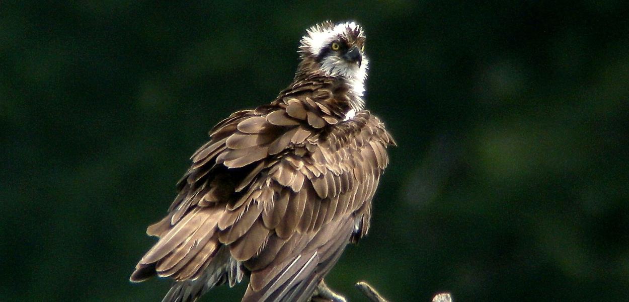 Fiche espèce emblématique : le Balbuzard pêcheur