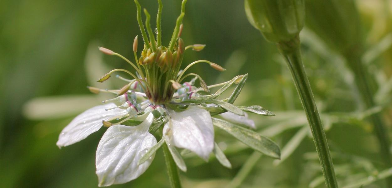 Fiche espèce emblématique : la Nigelle des champs
