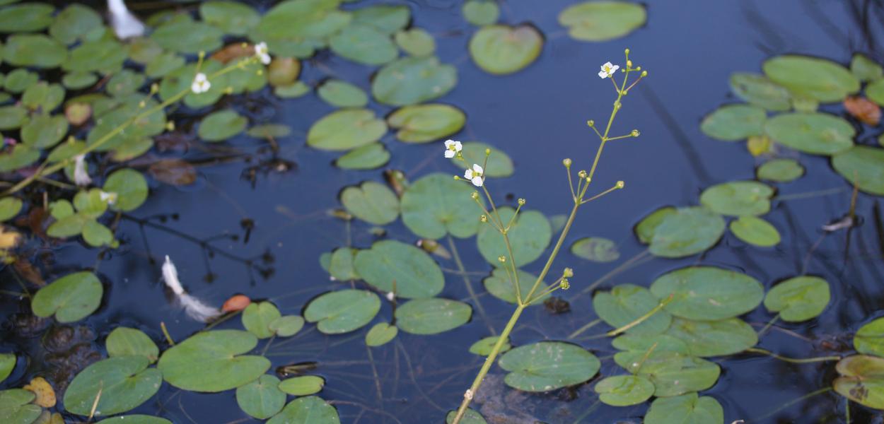 Connaissance de la biodiversité végétale régionale, chiffres 2015