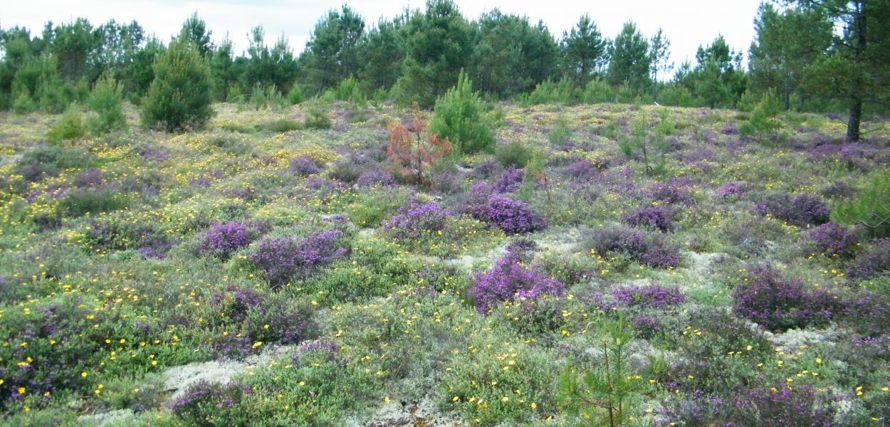 Indicateur | Suivi des Zones naturelles d'intérêt écologique, faunistique et floristique (ZNIEFF)
