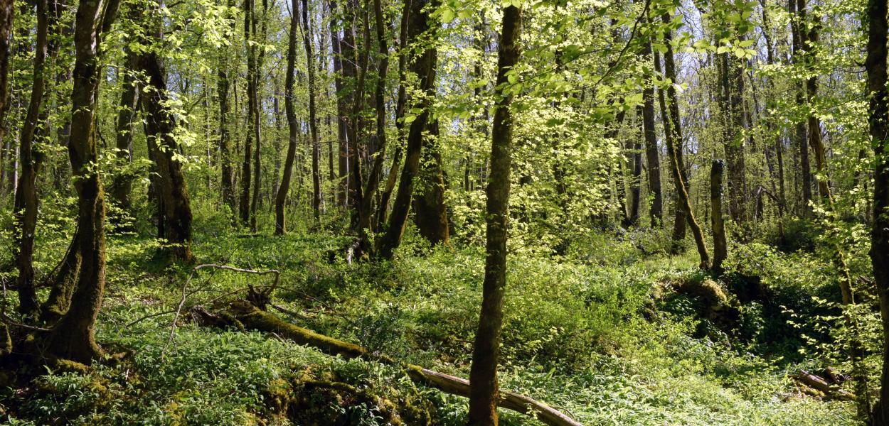 Indicateur | État et suivi de la forêt