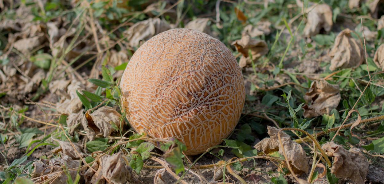 Biodiversité domestique, chiffres 2016