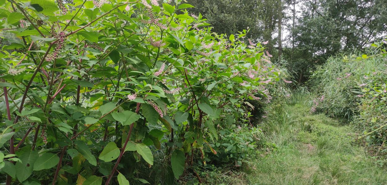 Espèces exotiques envahissantes en Centre-Val de Loire, de la recherche à l'innovation