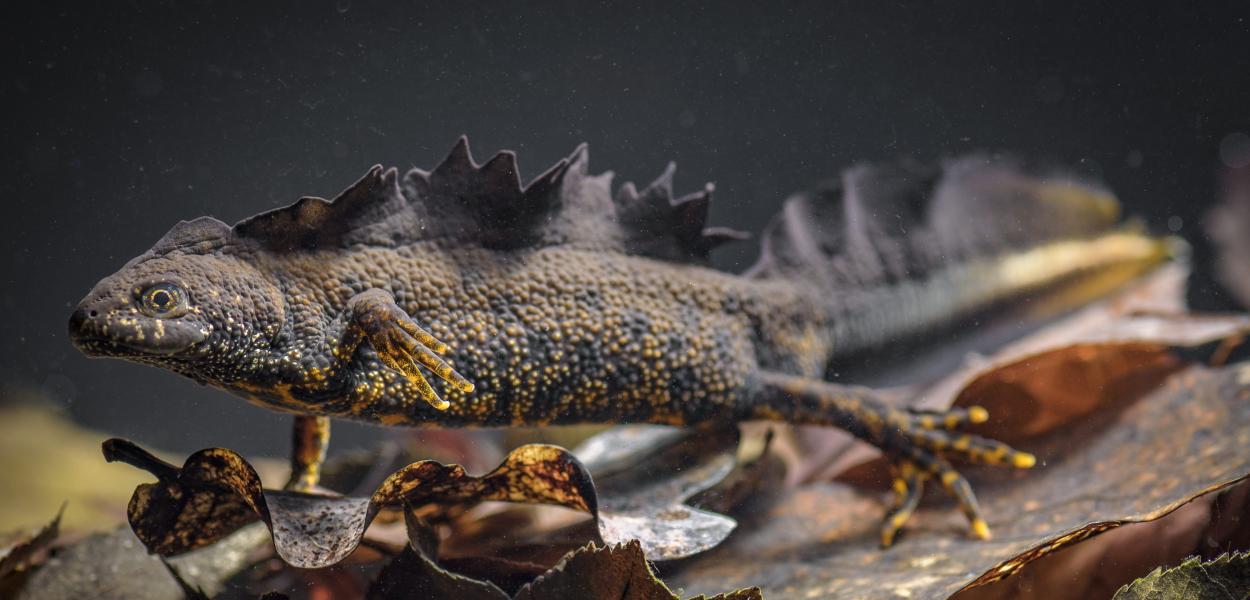 Atlas des amphibiens et reptiles de Centre-Val de Loire