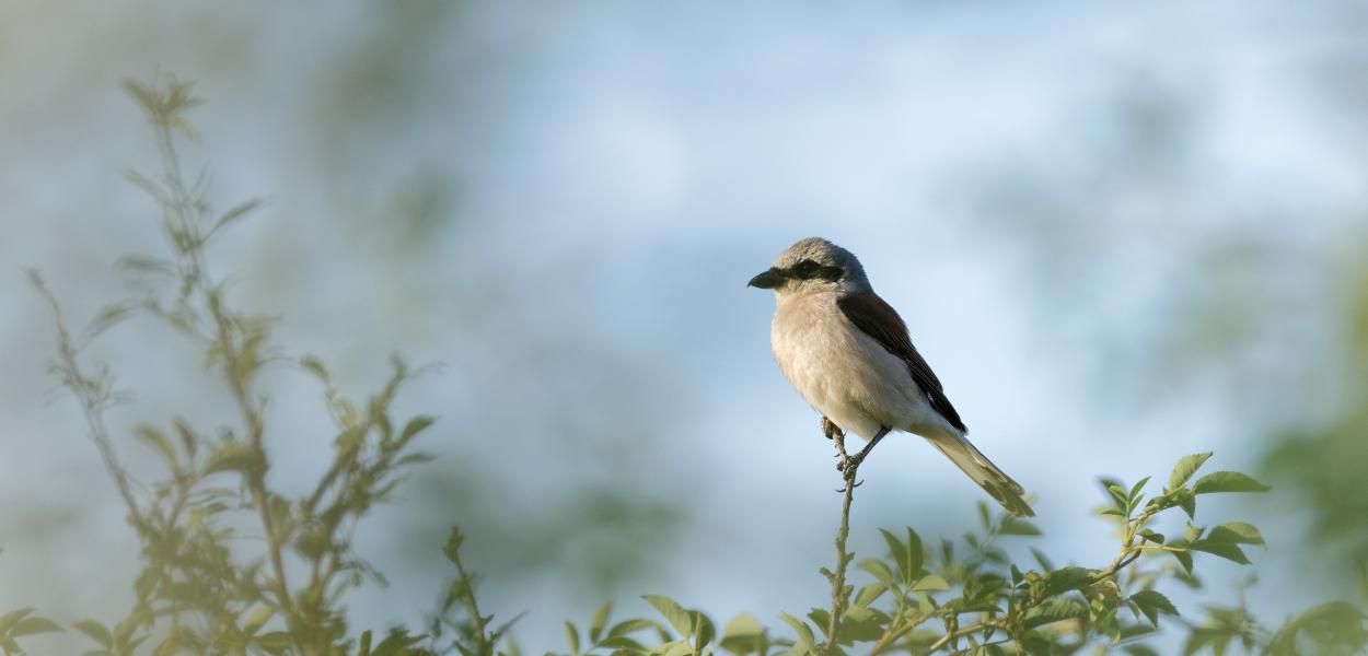 L'inventaire de la Biodiversité Communale (IBC) à Cheverny