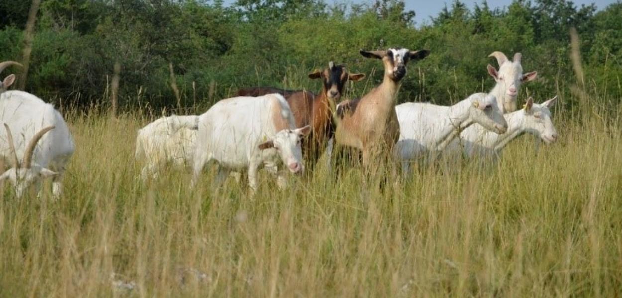 Les Causses des veillons : des pelouses calcicoles à restaurer