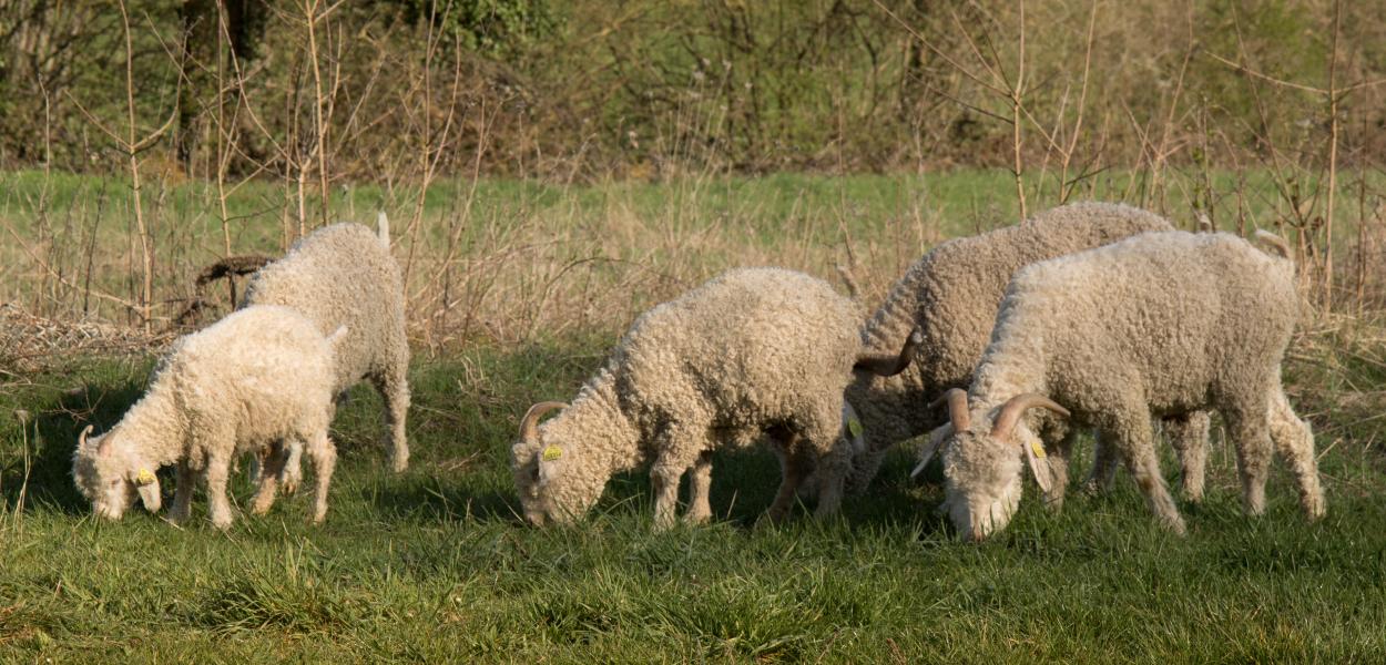 Pâturage et gestion des espaces naturels fréquentés à Dreux (28)