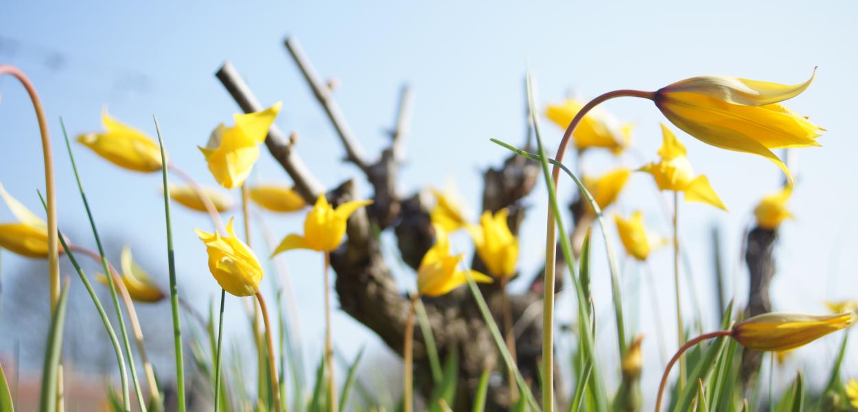 La ré-introduction de la Tulipe des vignes dans les vignobles d'Indre et Loire