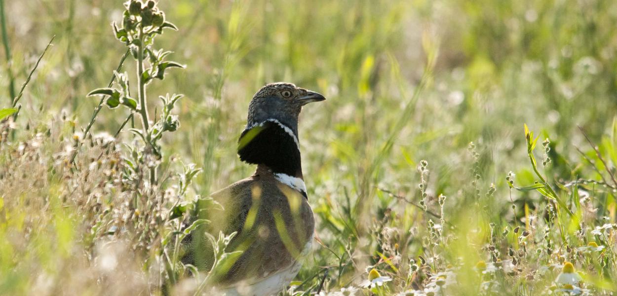 Suivi GPS d'Outardes canepetières sur le Plateau de Chabris dans l'Indre