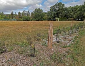 Végétal local : quels enjeux pour la filière ?