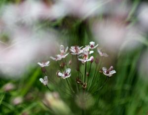 Pôle Flore & Habitats