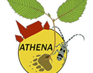 Association Athéna