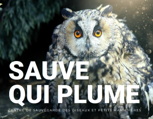 Sauve qui plume (37)