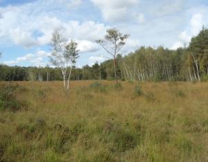 Retour aux sources à la Tourbière des Landes | Conservatoire d’espaces naturels Centre-Val de Loire