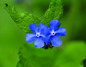 Revue Recherches Naturalistes, parution du numéro 12 !