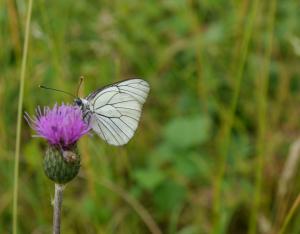 La Celle, coup de cœur du jury | Concours Capitale Française de la Biodiversité 2021