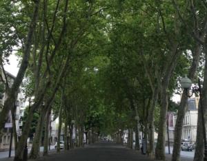 Prix Sites et Monuments "Allées d'arbres" 2022