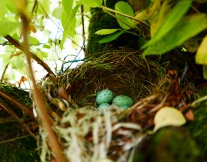 Les réflexes printaniers pour la biodiversité : faune