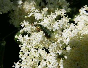 Les réflexes printaniers pour la biodiversité : flore