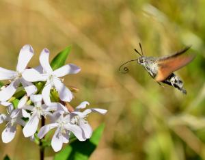 Les insectes pollinisateurs, indispensables ouvriers de notre alimentation