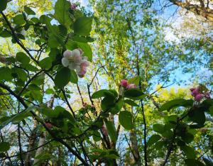 Micro-forêts en France : appel à signalement