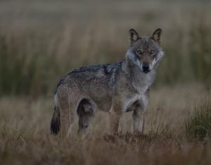 Un numéro spécial dédié au loup dans la revue Recherches naturalistes