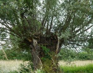 Arbres et Forêts, thème du concours "Capitale Française de la biodiversité" 2023