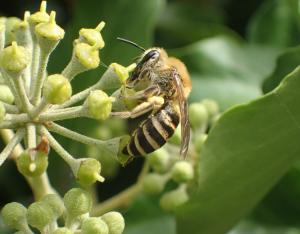 Insectes pollinisateurs et végétal local