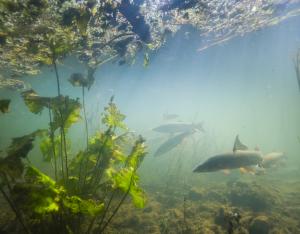 Comment se portent les poissons de nos rivières ?