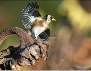 La consommation d'espaces, première menace de la biodiversité en Centre-Val de Loire