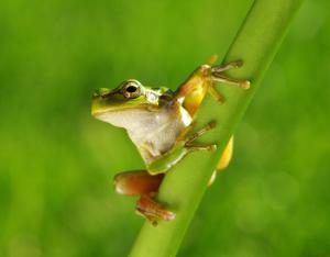 Le Portail de la biodiversité a 1 an !