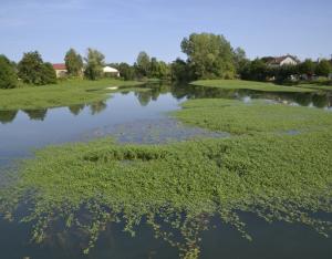 Les plantes invasives, nouvelles données régionales