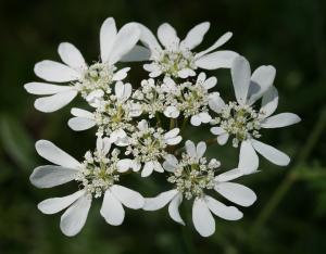 Les plantes messicoles, ces belles fleurs des champs