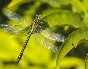 "L'Écho biodiversité" fait peau neuve !