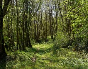 En mars, parlons forêt en Centre-Val de Loire !