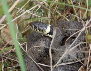 Serpents : "l'appel, pas la pelle !"