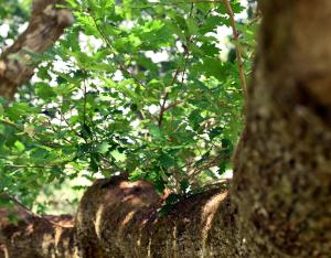 Le concours de l'arbre de l'année 2024 est ouvert