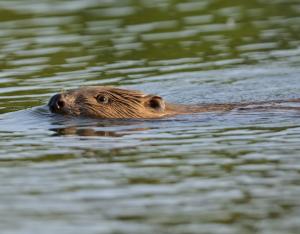 L'Année du castor, un événement national célébré en Centre-Val de Loire !