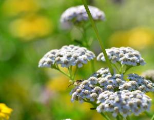 Des plantes sauvages et locales ? Deux guides pour vous répondre !