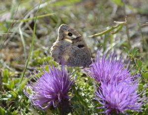 Création d'une zone de protection d'habitats naturels sur les pelouses sèches de l'aérodrome de Châteaudun