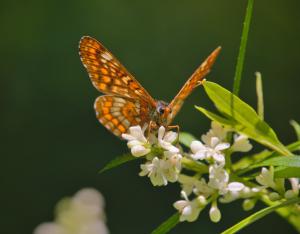 Un tiers des espèces de Papillons de jour menacé en Centre-Val de Loire