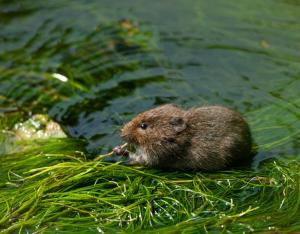Les récap' des indicateurs : l'état de la biodiversité régionale en un coup d'œil