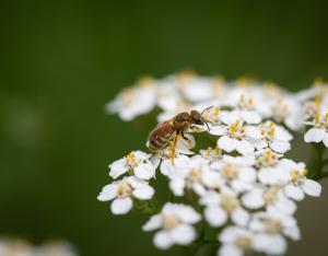 287 espèces d’abeilles observées en Centre-Val de Loire
