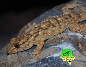 Des Geckos en région ! 