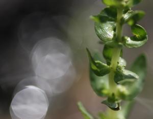 Comment conserver la flore menacée en région ?
