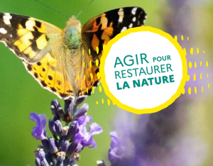 Concertation autour du Règlement européen sur la restauration de la nature