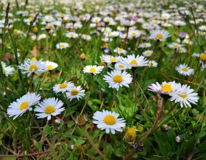 Deuxième enquête nationale sur les pratiques de jardinage amateur